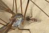 Tipula sp.